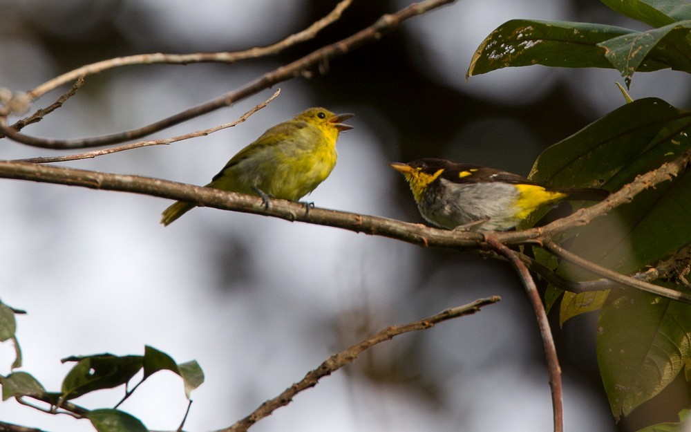 Yellow-backed Tanager - ML205994101