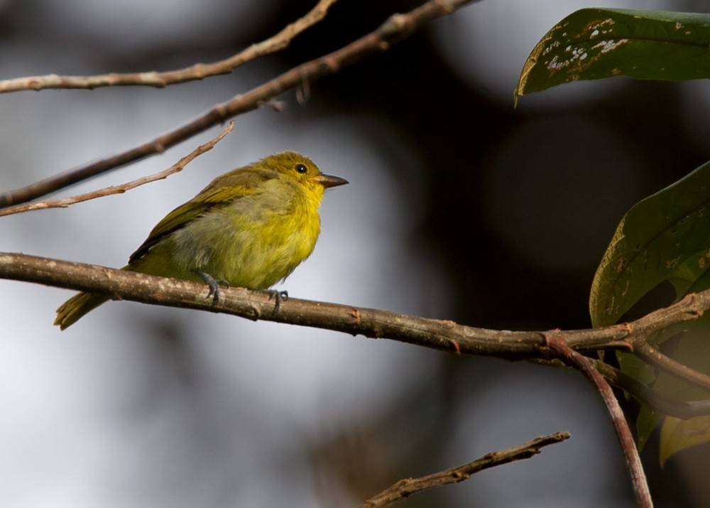 Yellow-backed Tanager - ML205994121