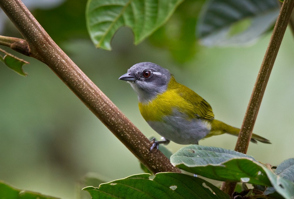 Ashy-throated Chlorospingus - Lars Petersson | My World of Bird Photography