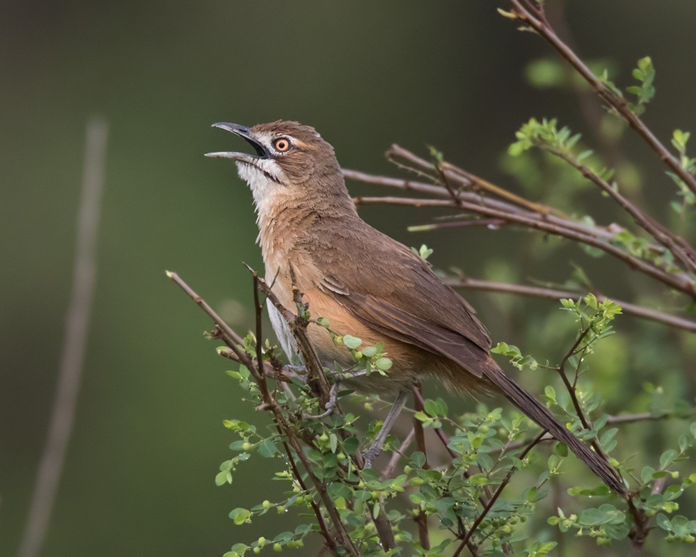 Moustached Grass-Warbler - ML205994301