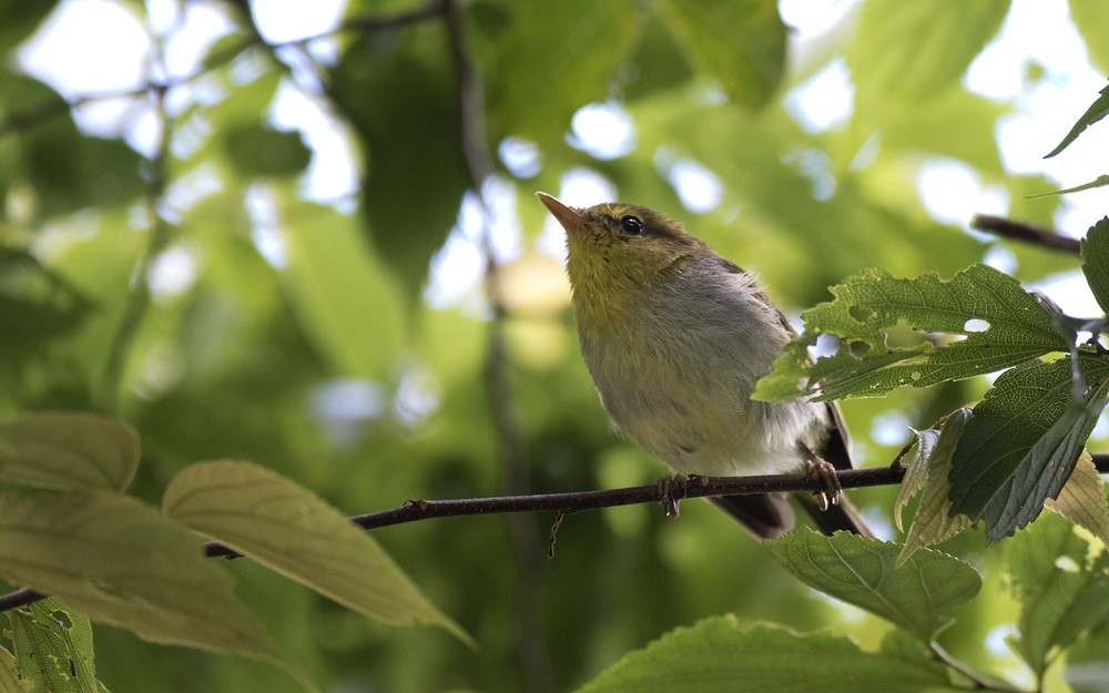 Yellow-throated Woodland-Warbler - Lars Petersson | My World of Bird Photography