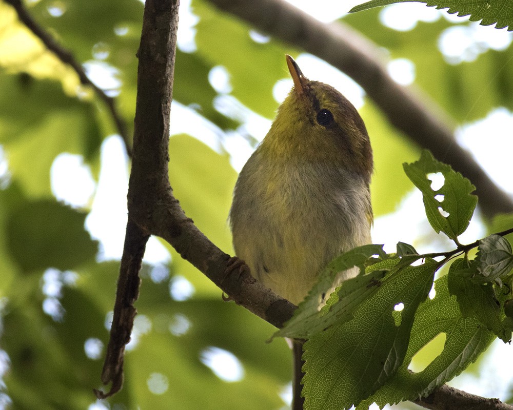 Yellow-throated Woodland-Warbler - ML205994331