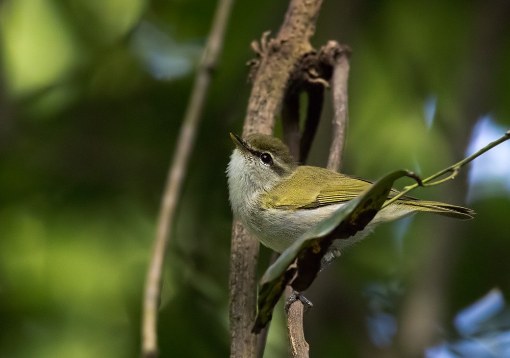 Uganda Woodland-Warbler - Lars Petersson | My World of Bird Photography