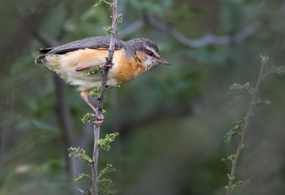 Northern Crombec (Eastern) - Lars Petersson | My World of Bird Photography