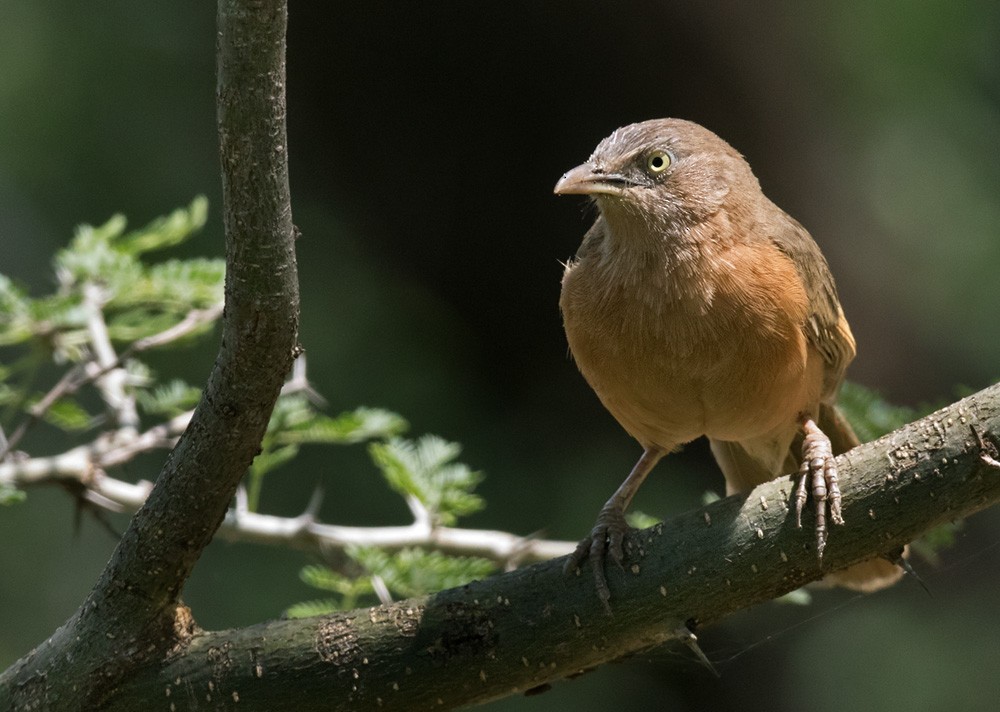 Rufous Chatterer - Lars Petersson | My World of Bird Photography