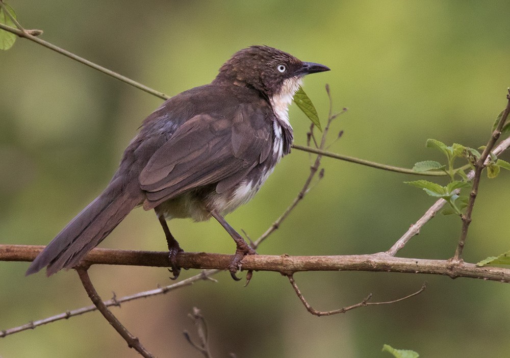 Northern Pied-Babbler - Lars Petersson | My World of Bird Photography