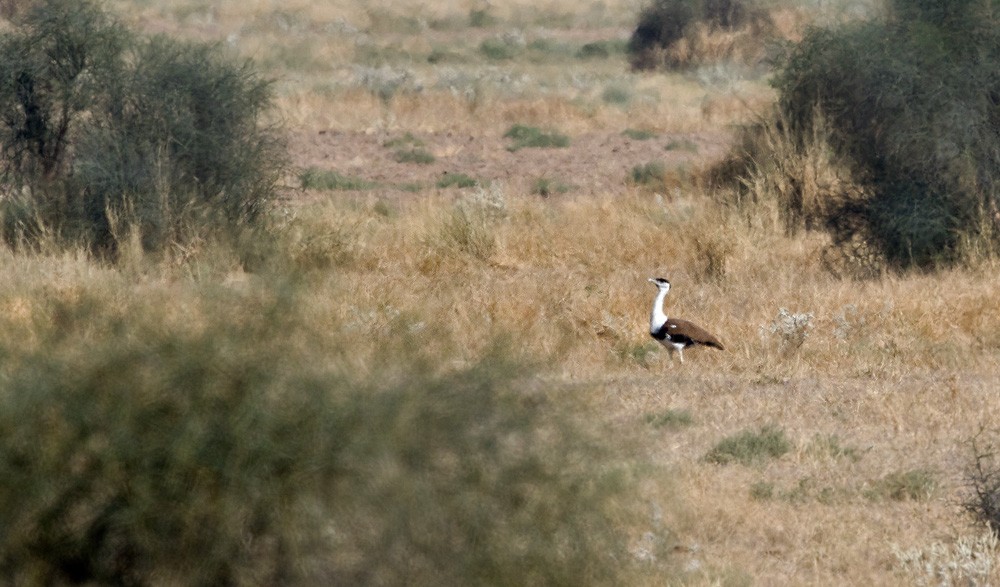 Great Indian Bustard - Lars Petersson | My World of Bird Photography