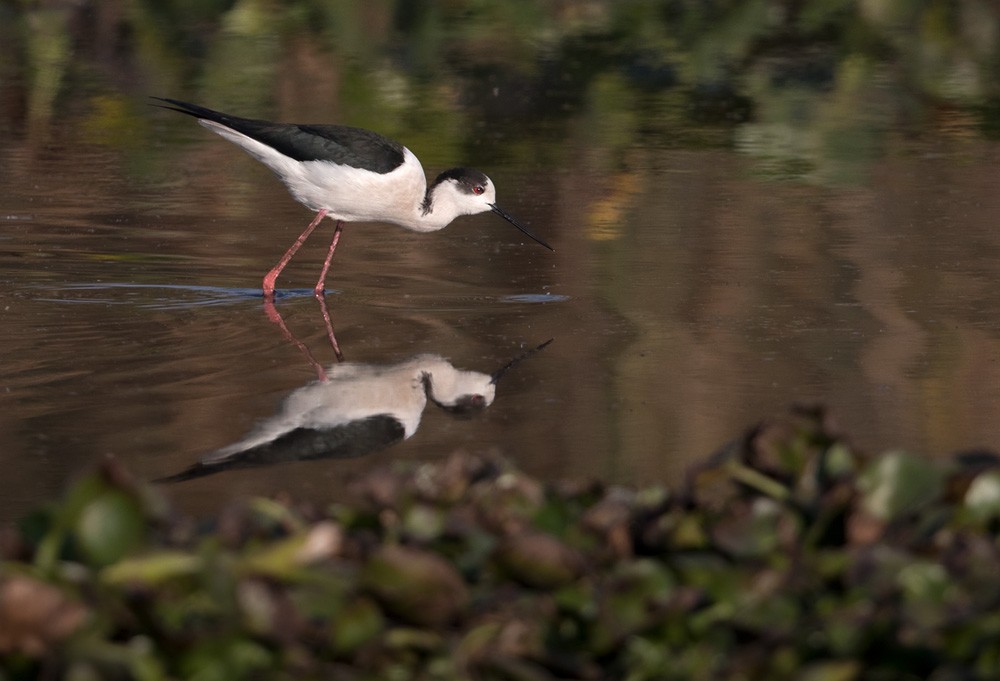 Black-winged Stilt - Lars Petersson | My World of Bird Photography
