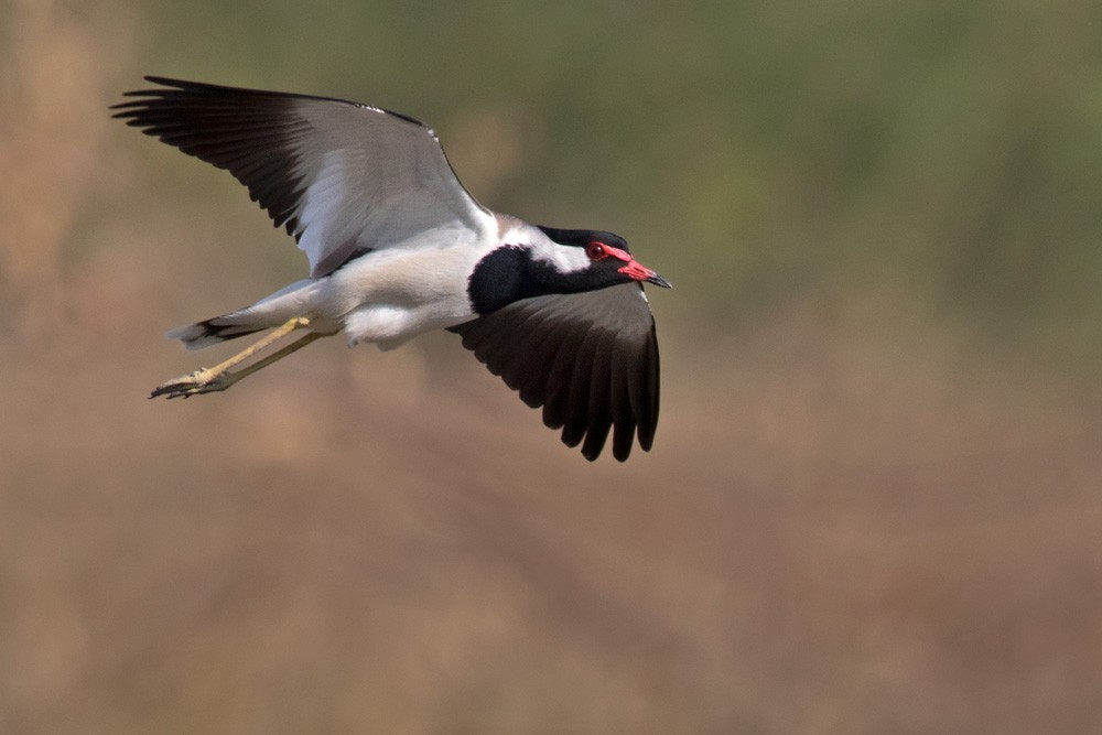 Red-wattled Lapwing - Lars Petersson | My World of Bird Photography