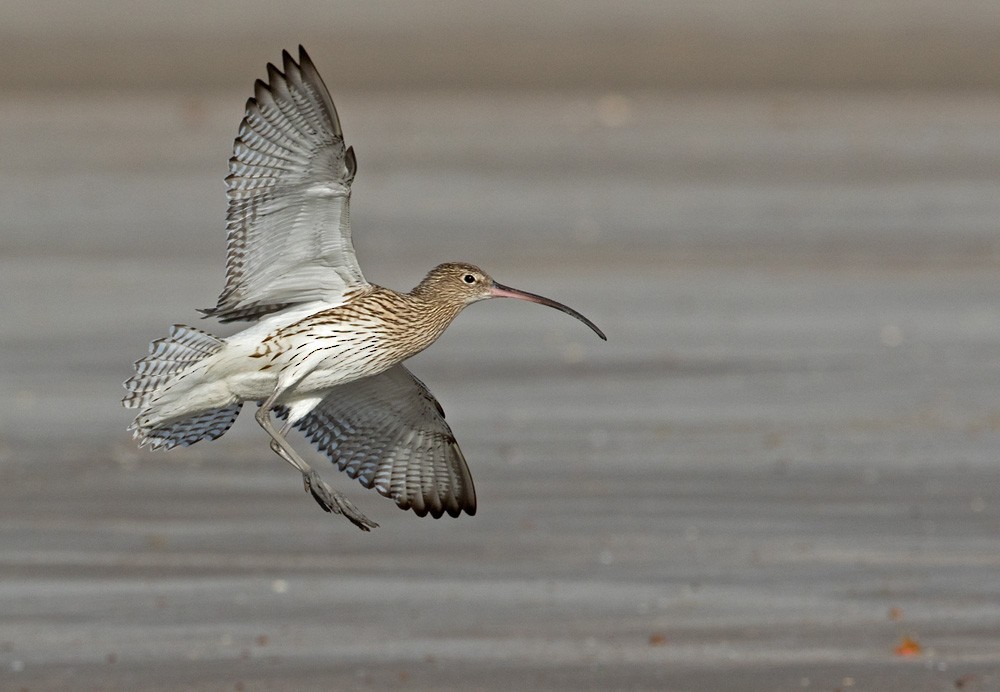 Eurasian Curlew - Lars Petersson | My World of Bird Photography