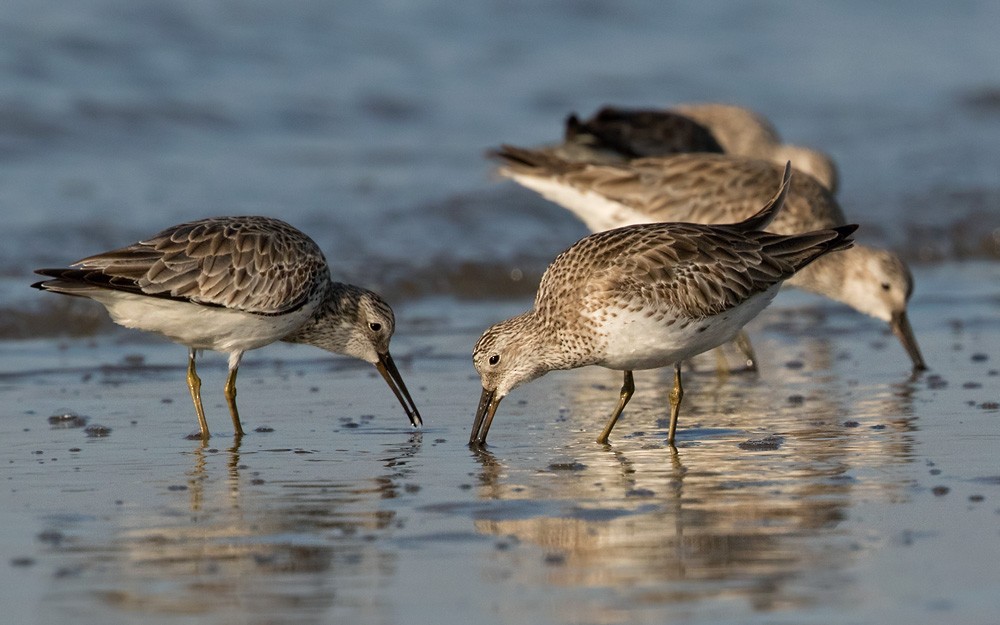 Great Knot - Lars Petersson | My World of Bird Photography