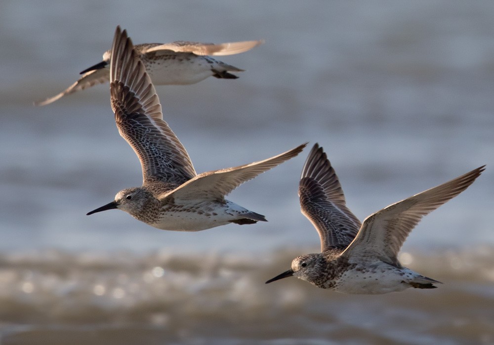 Great Knot - Lars Petersson | My World of Bird Photography