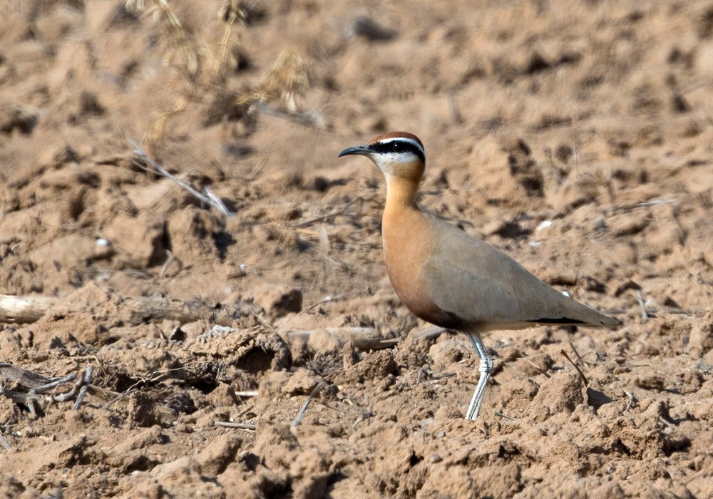 Indian Courser - Lars Petersson | My World of Bird Photography