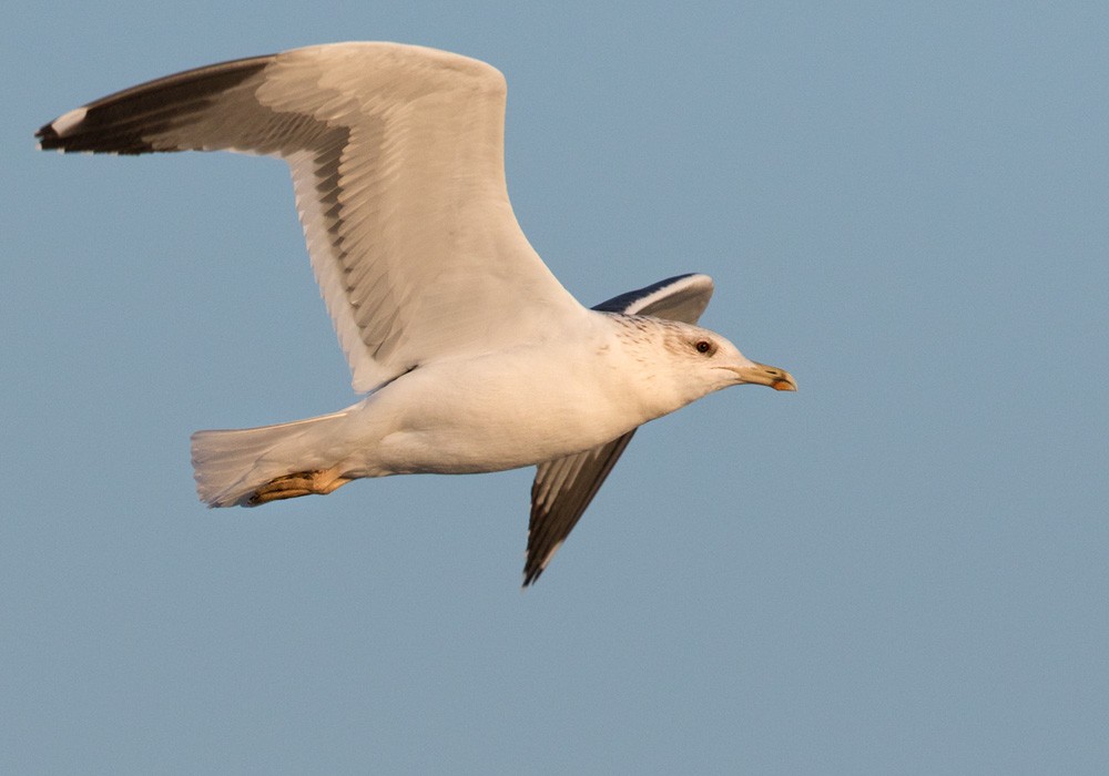Lesser Black-backed Gull (Heuglin's) - Lars Petersson | My World of Bird Photography