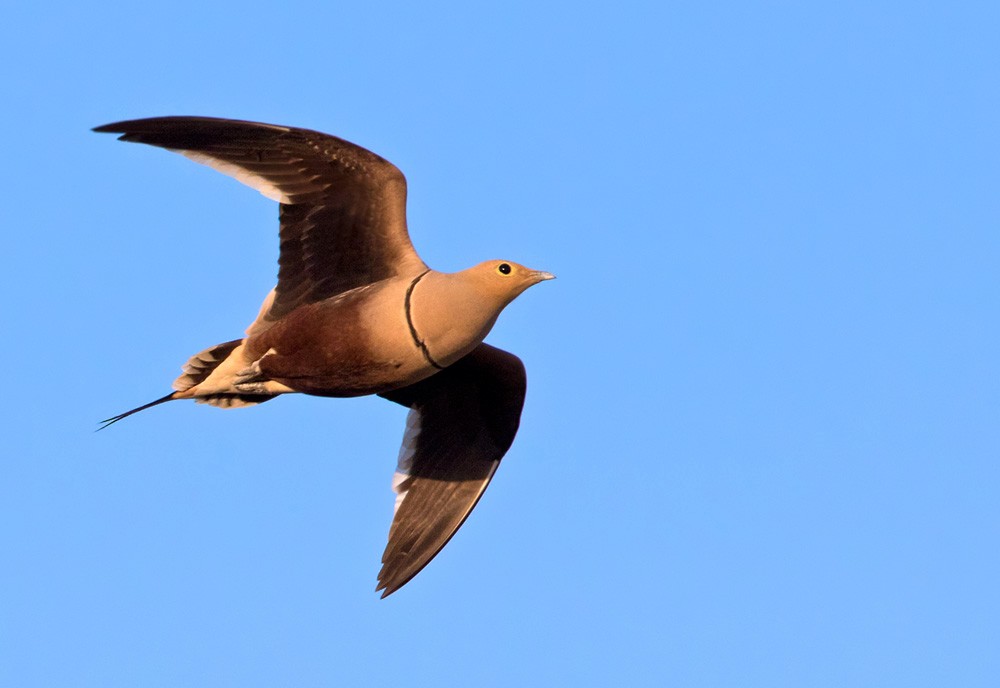 Chestnut-bellied Sandgrouse (Asian) - Lars Petersson | My World of Bird Photography