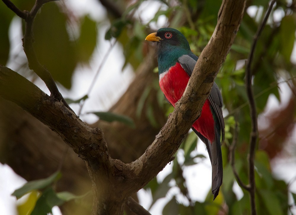 Ecuadorian Trogon - Lars Petersson | My World of Bird Photography