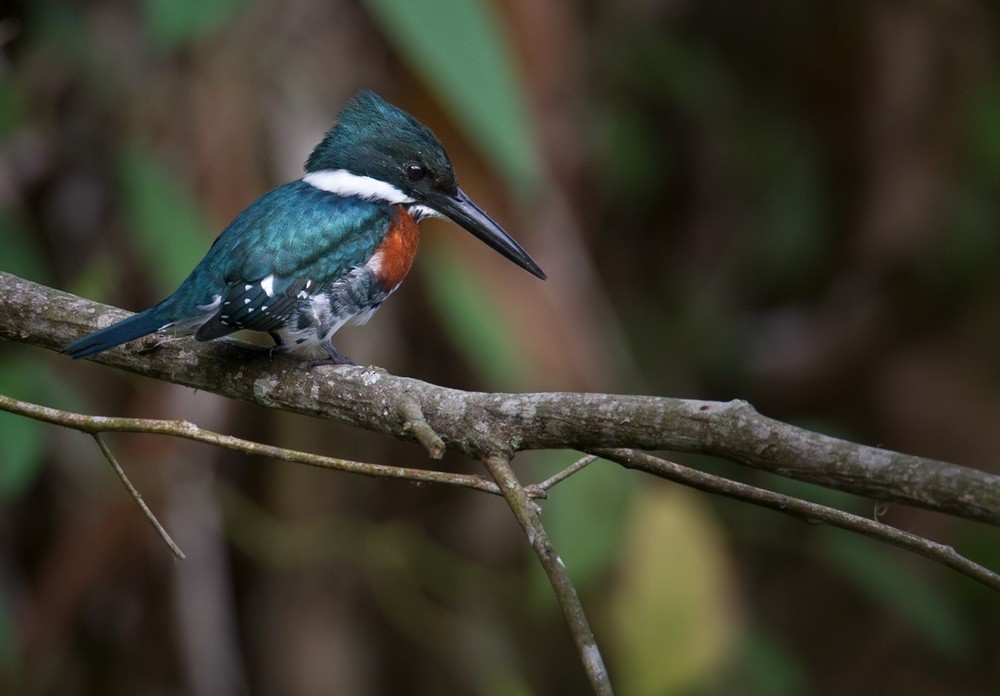 Green Kingfisher - Lars Petersson | My World of Bird Photography