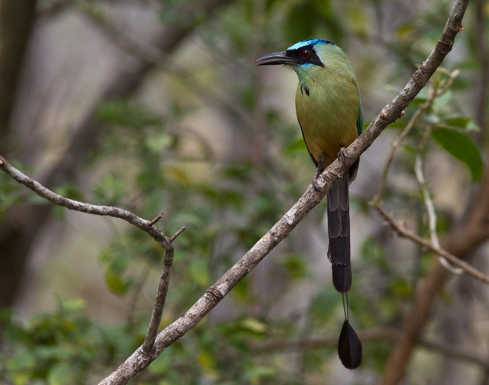 Whooping Motmot - Lars Petersson | My World of Bird Photography