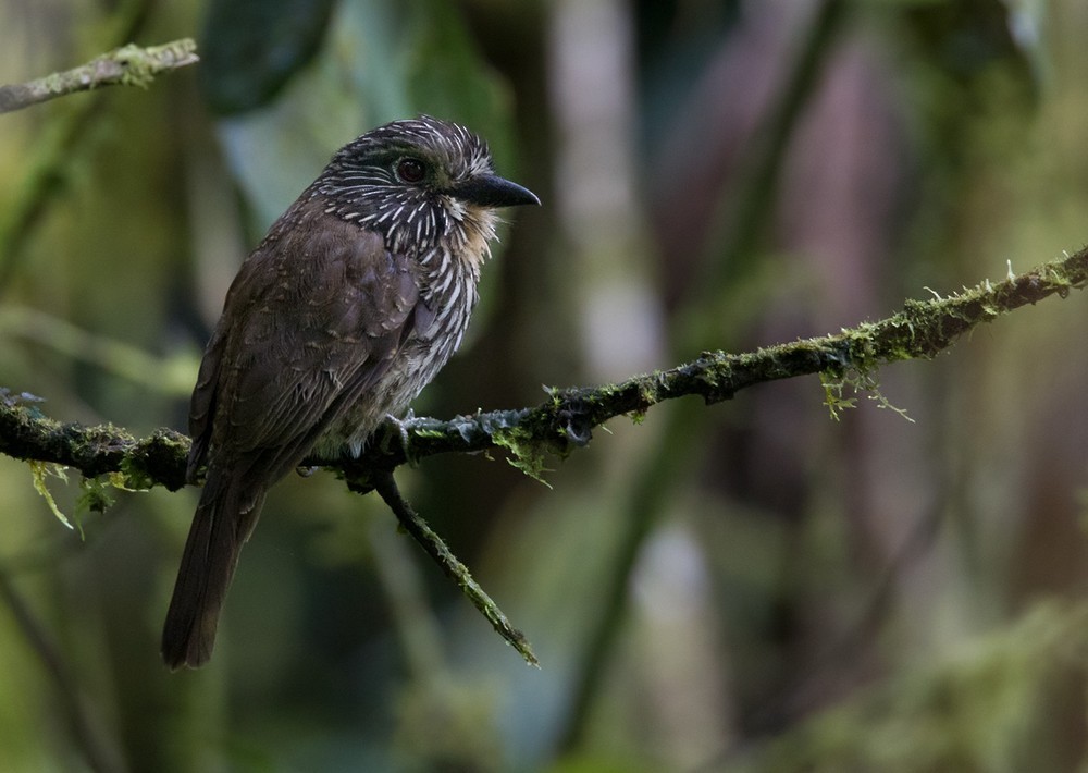 Black-streaked Puffbird - Lars Petersson | My World of Bird Photography