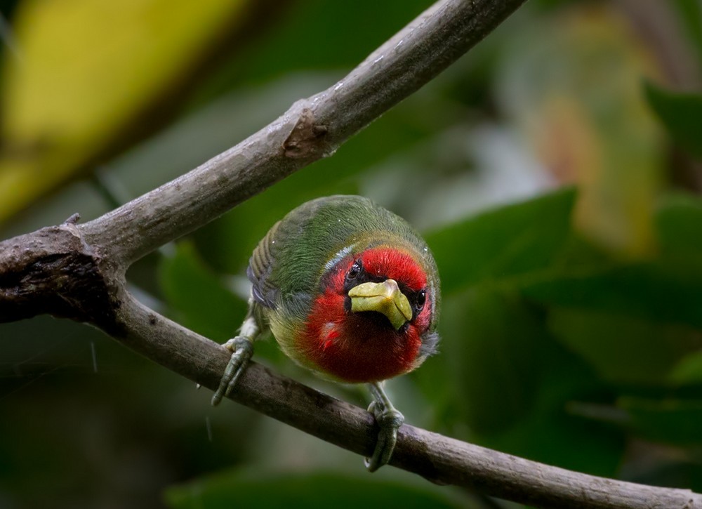 Red-headed Barbet - Lars Petersson | My World of Bird Photography