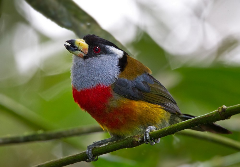 Toucan Barbet - Lars Petersson | My World of Bird Photography