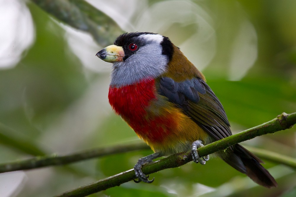 Toucan Barbet - Lars Petersson | My World of Bird Photography