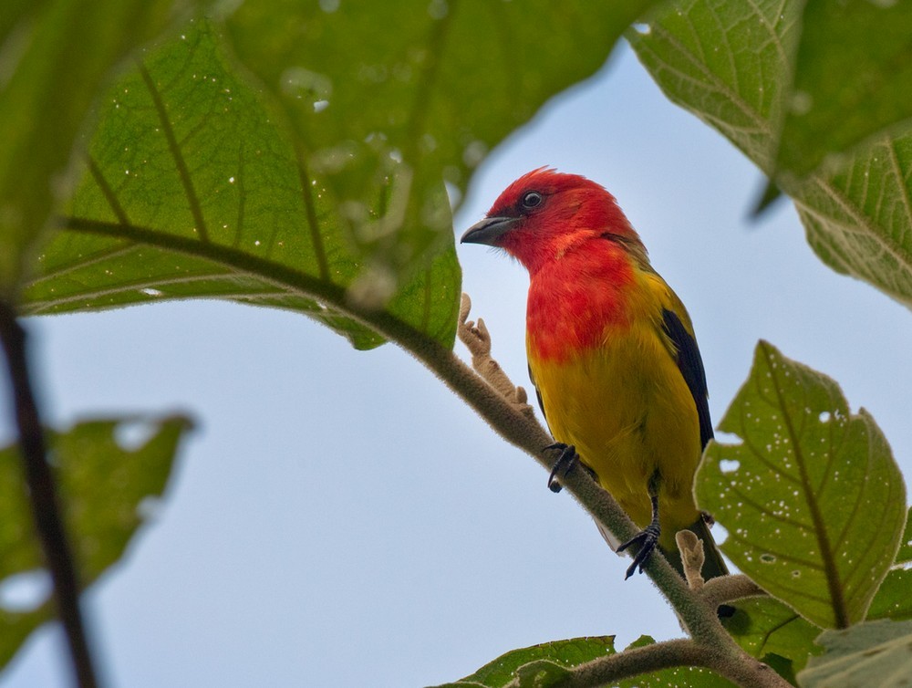 Red-hooded Tanager - ML205995481