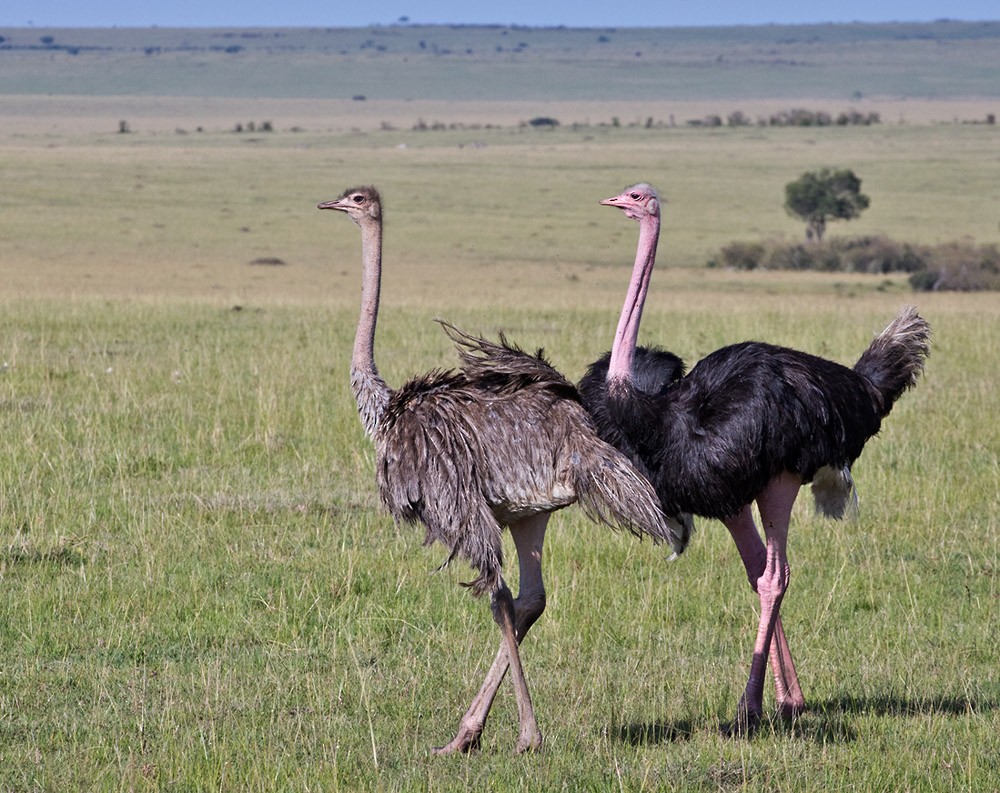 Common Ostrich - Lars Petersson | My World of Bird Photography