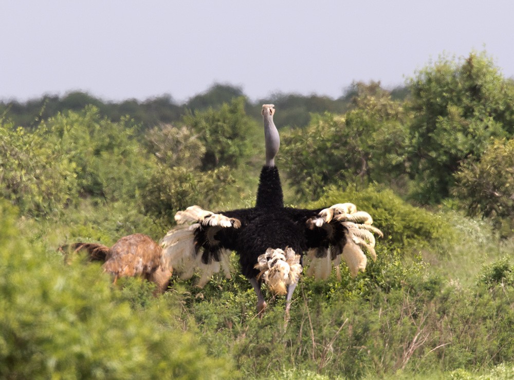 Сомалийский страус - ML205995591