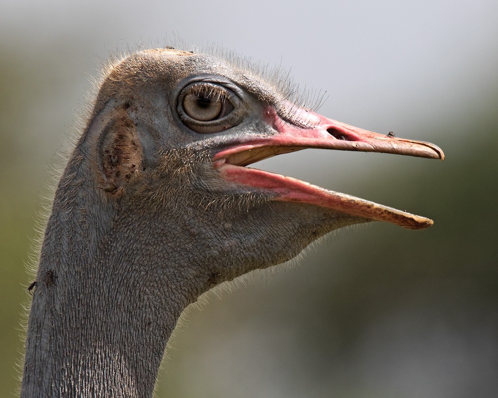 Somali Ostrich - Lars Petersson | My World of Bird Photography