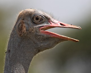 Somali Ostrich, ML205995601