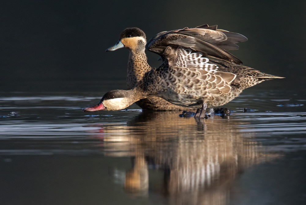 Red-billed Duck - Lars Petersson