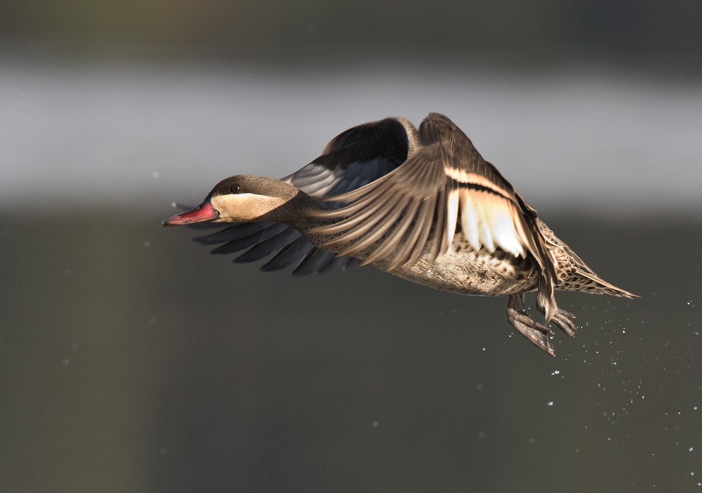 Red-billed Duck - Lars Petersson