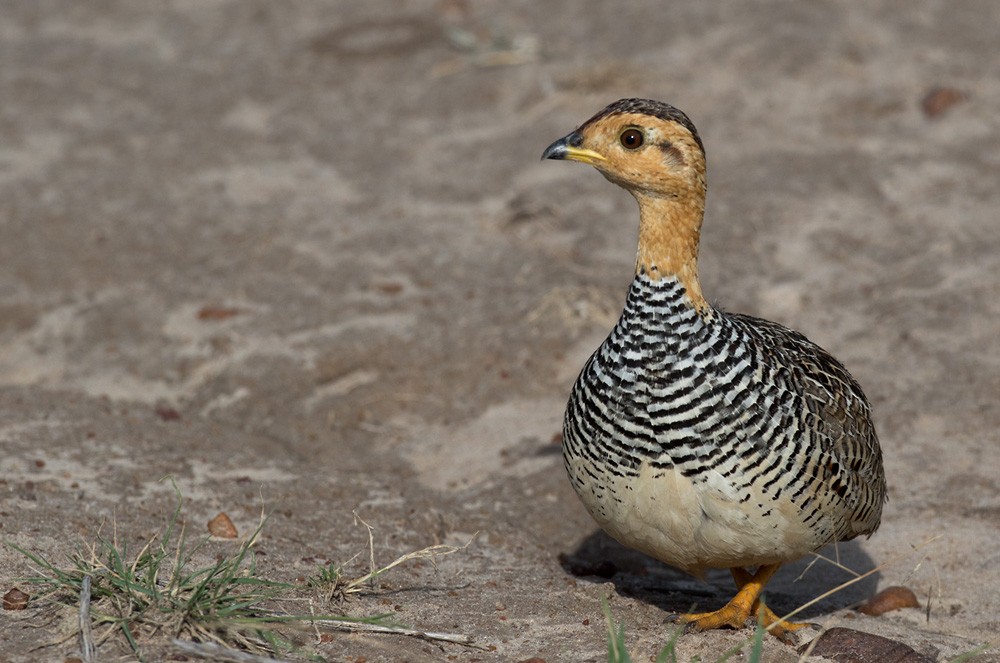 Coqui Francolin (Plain-breasted) - Lars Petersson | My World of Bird Photography