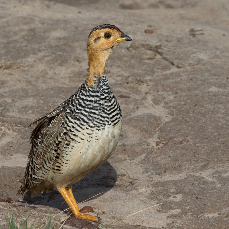 Coqui Francolin (Plain-breasted) - Lars Petersson | My World of Bird Photography