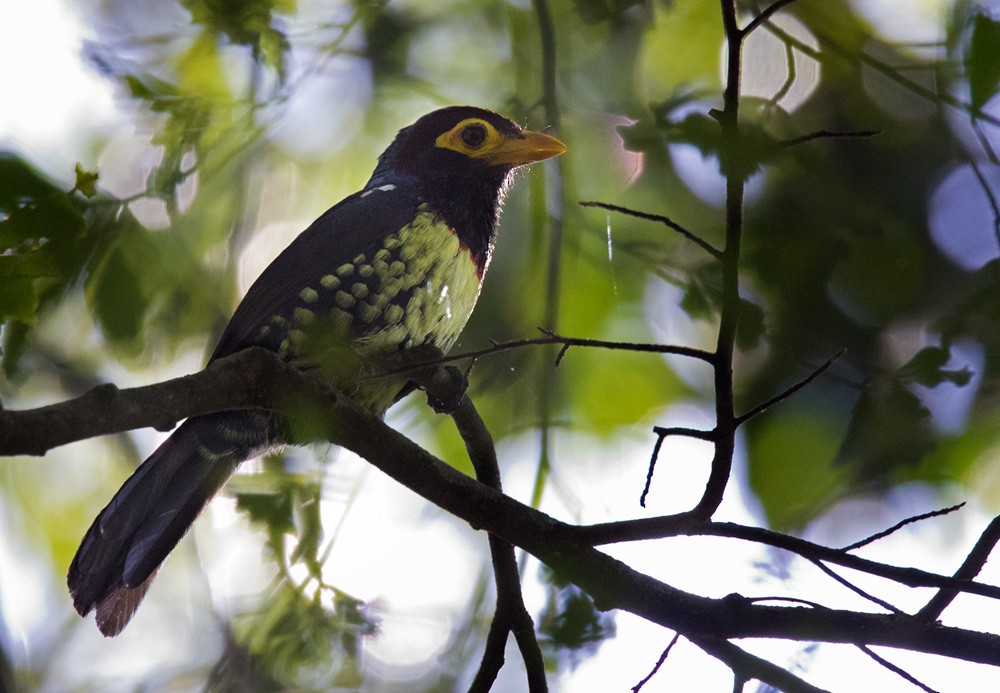 Yellow-billed Barbet (Eastern) - Lars Petersson | My World of Bird Photography