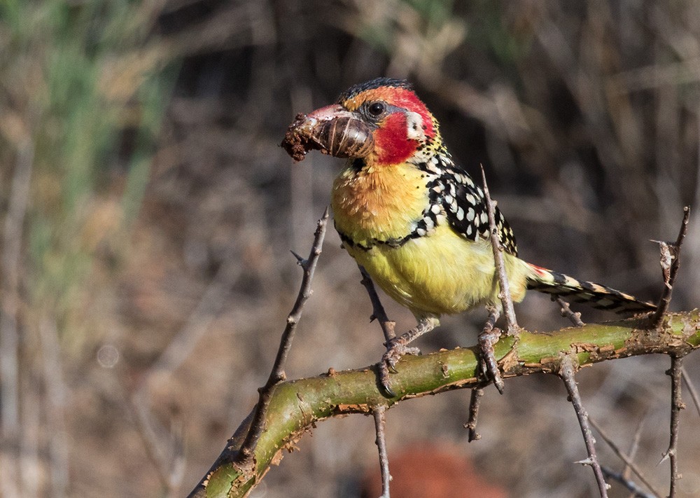 Red-and-yellow Barbet - Lars Petersson | My World of Bird Photography