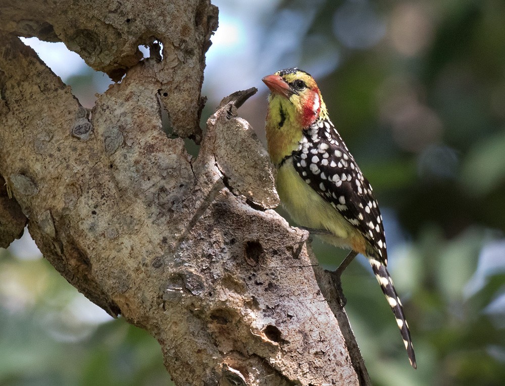 Red-and-yellow Barbet - ML205995861