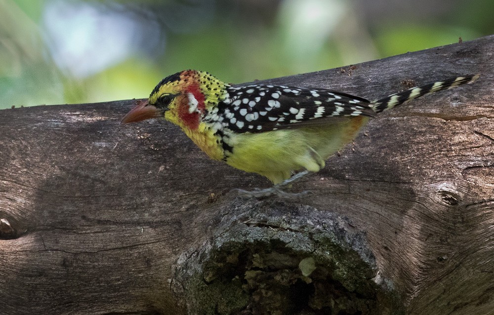 Red-and-yellow Barbet - ML205995871