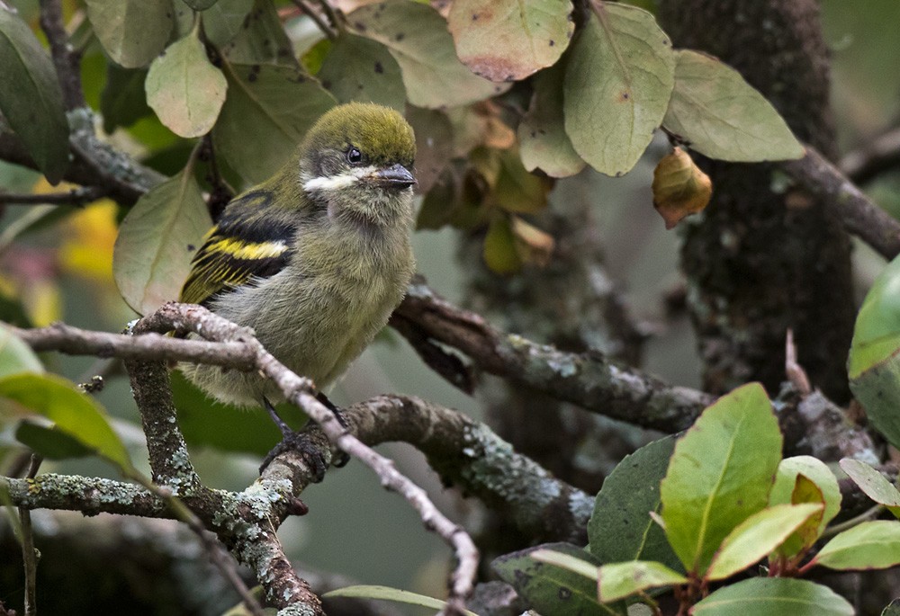 Moustached Tinkerbird - Lars Petersson | My World of Bird Photography