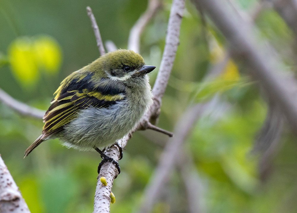 Moustached Tinkerbird - Lars Petersson