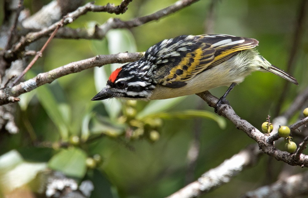 Red-fronted Tinkerbird - Lars Petersson | My World of Bird Photography