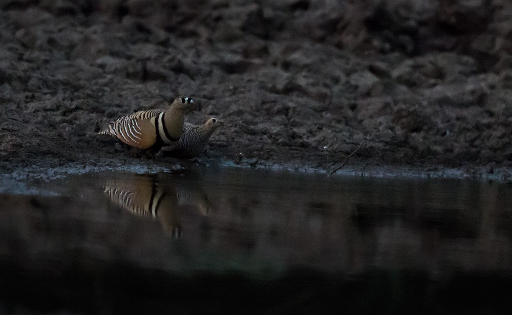 Painted Sandgrouse - Lars Petersson | My World of Bird Photography