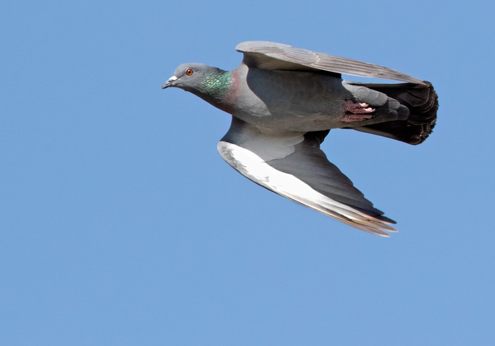 Rock Pigeon (Wild type) - Lars Petersson | My World of Bird Photography