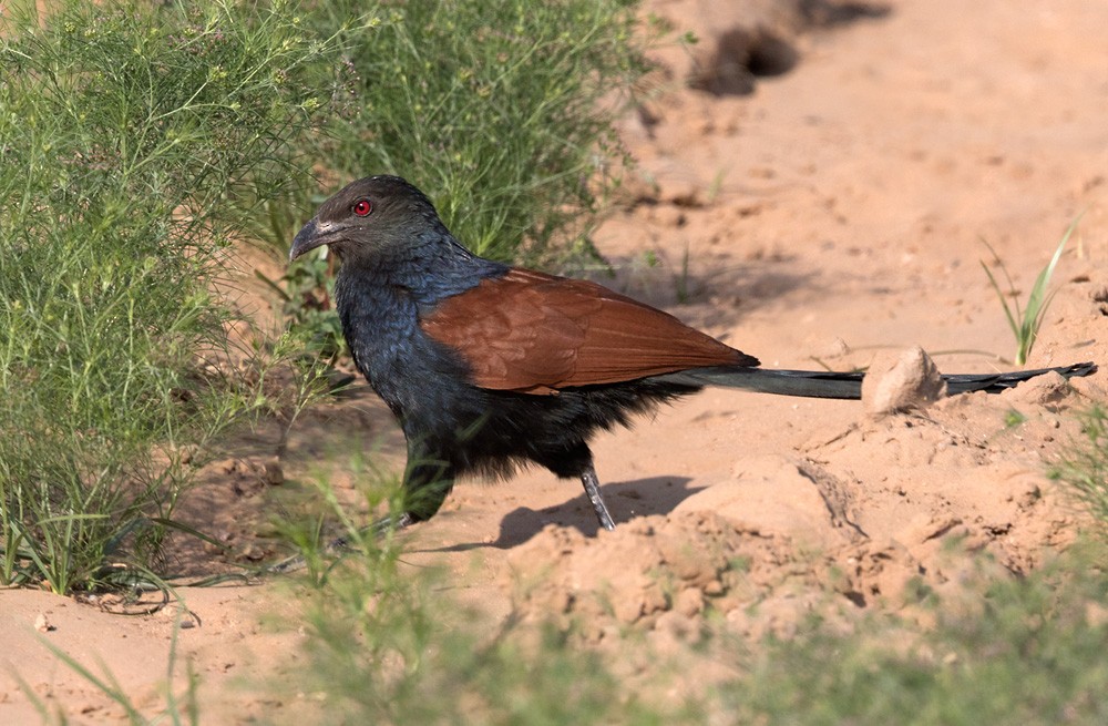 Greater Coucal (Southern) - Lars Petersson | My World of Bird Photography