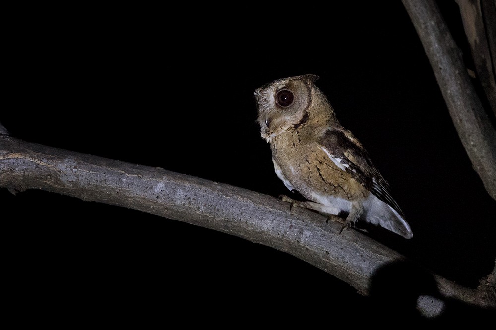 Indian Scops-Owl - Lars Petersson | My World of Bird Photography