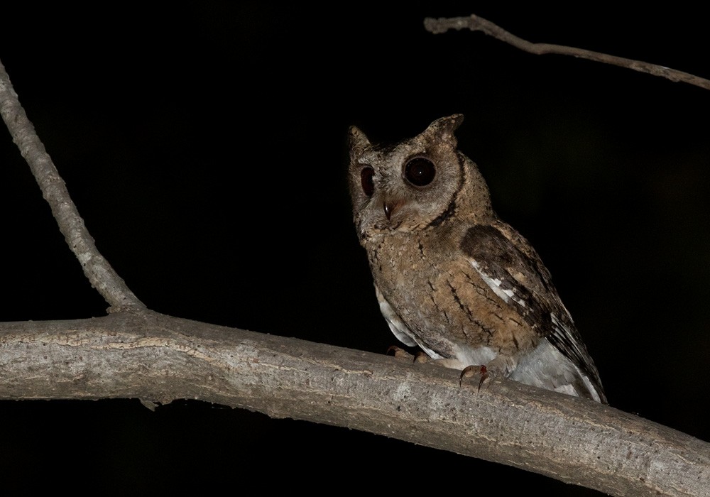 Indian Scops-Owl - Lars Petersson | My World of Bird Photography