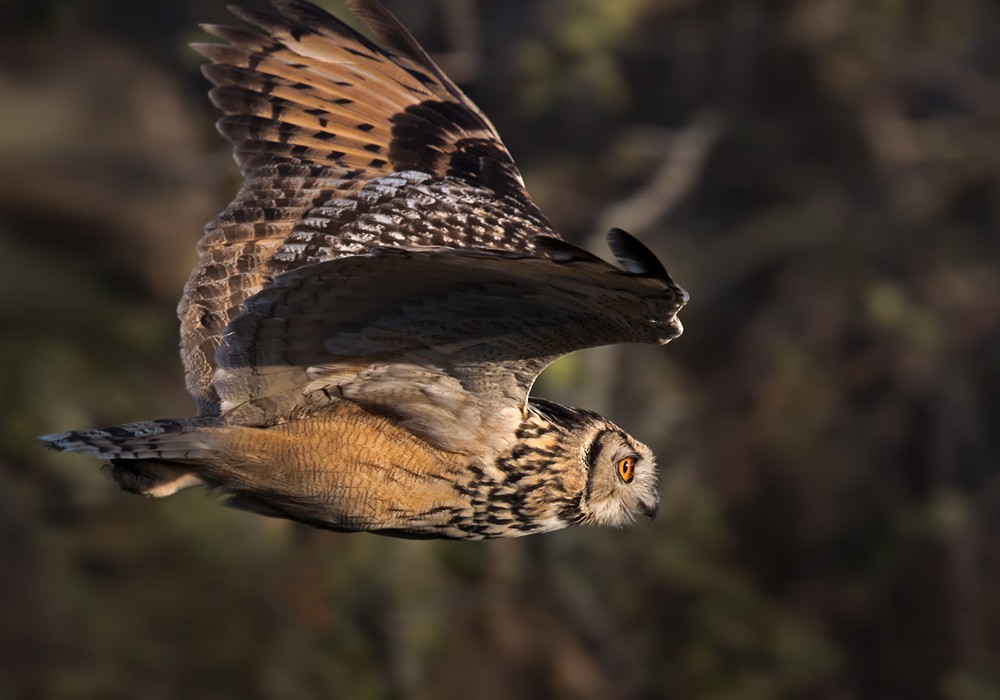 Rock Eagle-Owl - Lars Petersson | My World of Bird Photography