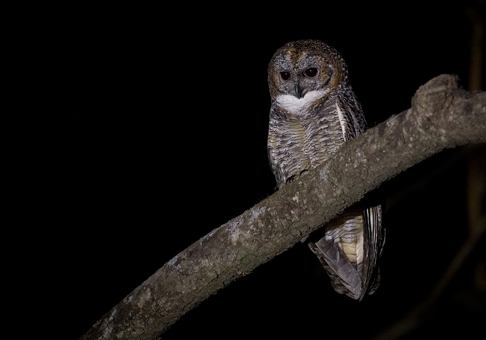 Mottled Wood-Owl - Lars Petersson | My World of Bird Photography