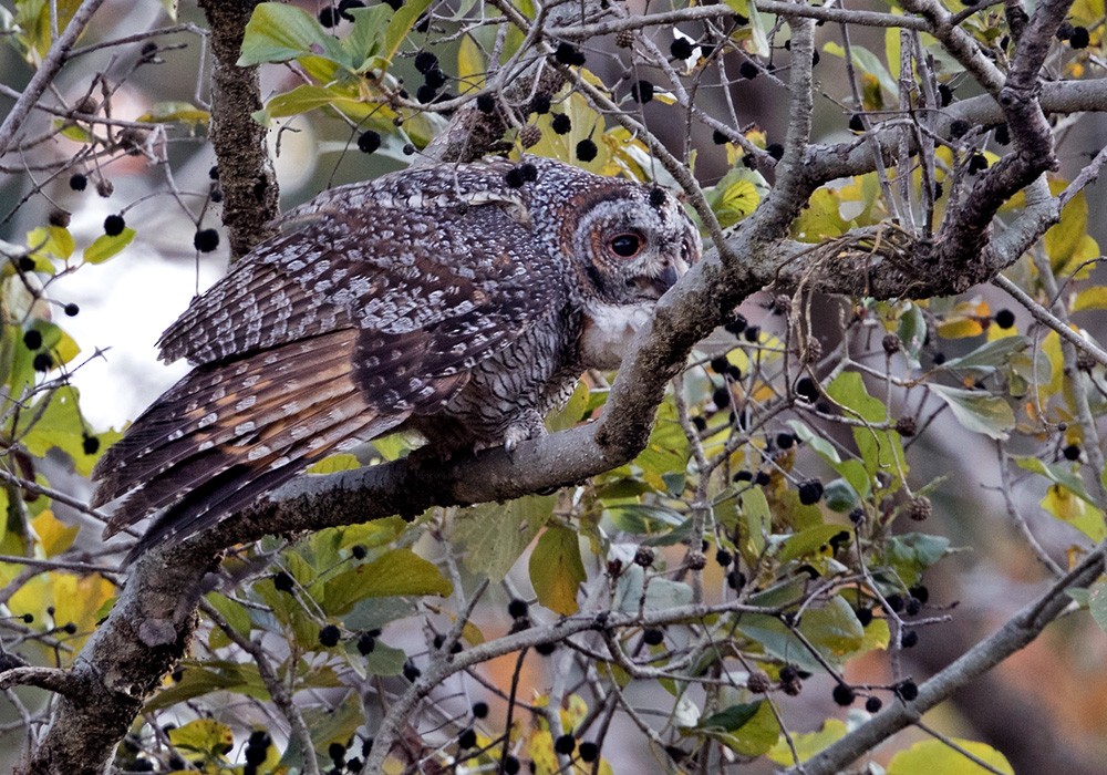 Mottled Wood-Owl - ML205996211